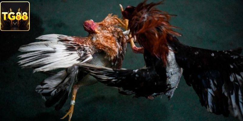 Mẹo chơi đá gà thomo từ cao thủ